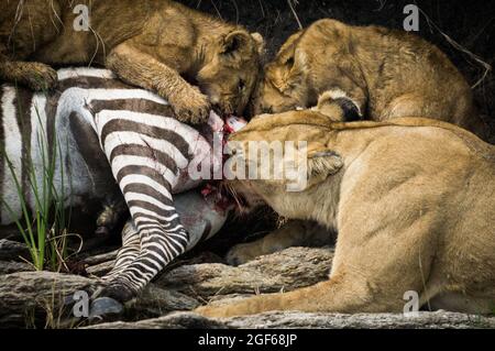 Una Lionessa e i suoi due cubetti si nutrono di una zebra appena uccisa nel Parco Nazionale di Massai Mara, Kenya, Africa Foto Stock