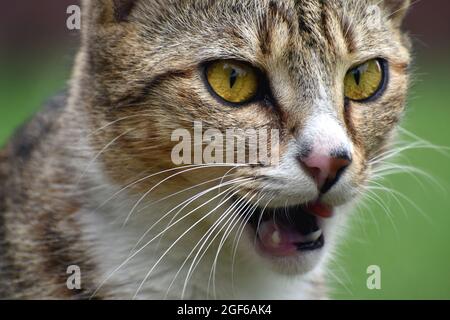 Primo piano di un gatto con bellissimi occhi gialli, pelliccia di tabby, baffi e denti affilati Foto Stock