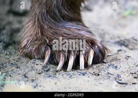 Particolare delle zampe di orso con artigli su sporco nella foresta estiva. Fauna selvatica scena dalla natura Foto Stock