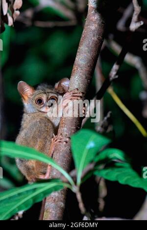 Ritratto di un tarsier nella Riserva Naturale di Tangkoko Batuangus nel Nord Sulawesi, Indonesia. Foto Stock