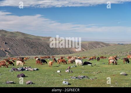 Le capre si pascolo sulle steppe di montagna nel confine naturale di montagna Tsagduult, Mongolia occidentale Foto Stock