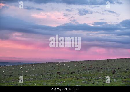 Capre e pecore pascolano su steppa pascolo in montagna naturale confine di montagna Tsagduult, Mongolia occidentale. Ora del tramonto. Foto Stock