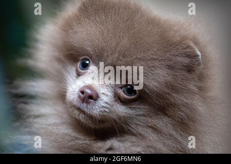 2021-08-23. Cane Pomeranian una Pretty Baby. Foto Stock