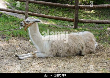 Lama lama lama lama lama glama sdraiata nel paddock Foto Stock