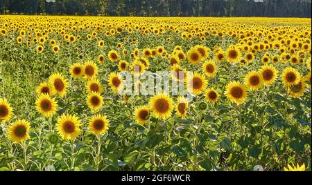 Girasoli luminosi con petali gialli che crescono in campagna contro il cielo blu nuvoloso nella giornata estiva in natura Foto Stock