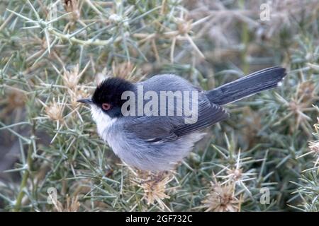 Sardo Warbler (Curruca melanocephala), maschio, Boumalne Dades, Marocco. Foto Stock