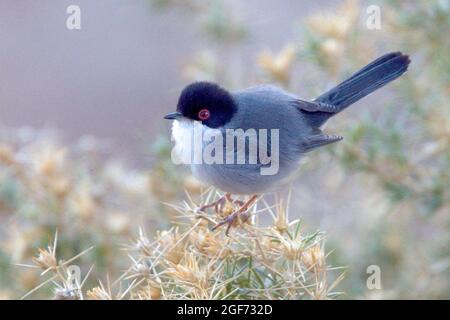 Sardo Warbler (Curruca melanocephala), maschio, Boumalne Dades, Marocco. Foto Stock