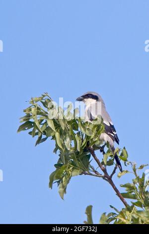 Desert (Southern) Gray Shrike, (Lanius meridionalis elegans), Tagdilt Plain, Marocco. Foto Stock