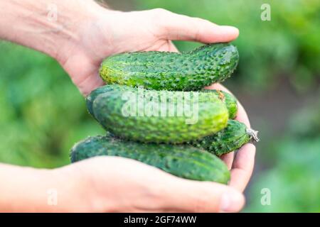 le mani maschili tengono cetrioli freschi e maturi. Farmer Harvesting Concept. Soft Focus Foto Stock