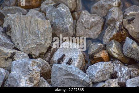 Frosch, Erdkröte, Kaulquappe, Kröte, Entwicklung, Nachwuchs, Jungtier, Wasser, Metamorphose, Jungfrösche, Frösche, Kaulquappen, Erdkröten, Kröten, Frö Foto Stock