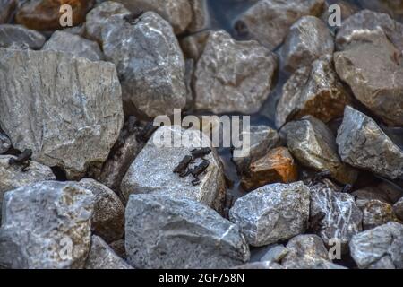 Frosch, Erdkröte, Kaulquappe, Kröte, Entwicklung, Nachwuchs, Jungtier, Wasser, Metamorphose, Jungfrösche, Frösche, Kaulquappen, Erdkröten, Kröten, Frö Foto Stock