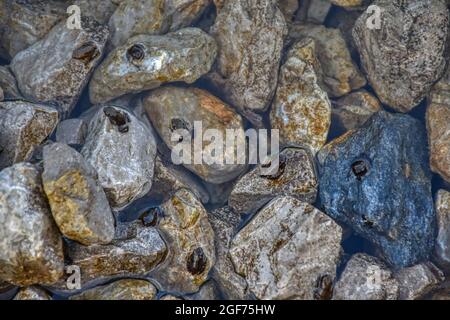 Frosch, Erdkröte, Kaulquappe, Kröte, Entwicklung, Nachwuchs, Jungtier, Wasser, Metamorphose, Jungfrösche, Frösche, Kaulquappen, Erdkröten, Kröten, Frö Foto Stock