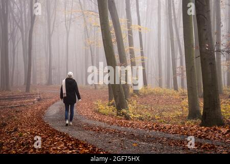 Donna che cammina su strada a nebbia foresta autunno. Goditi una passeggiata nella nebbia nel bosco nella stagione autunnale. Strada di campagna tra faggi con foglie cadute Foto Stock