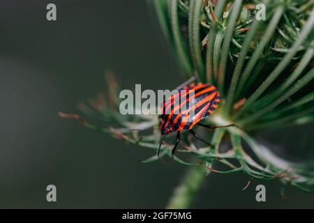 Chiudere la vista dettaglio di un Graphosoma lineatum bug su un fiore. Foto Stock