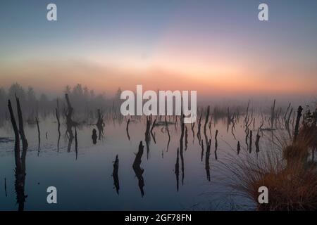 Rehdener-Geestmoor, acqua con legno morto, alba, nebbia, bassa Sassonia, Germania Foto Stock