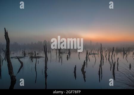 Rehdener-Geestmoor, acqua con legno morto, alba, nebbia, bassa Sassonia, Germania Foto Stock