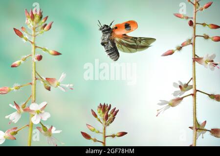 Willow Clytra (Clytra laeviuscula) in volo sulla grande ombra notturna di Enchanter (Circaea lutetiana), Germania Foto Stock