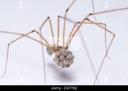 Pholcus phalangioides, macro di un ragno femminile di cantina, noto come ragno daddy longleg o ragno cranio, tenendo una frizione di uova nelle sue ganasce Foto Stock