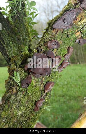 Judas EAR (Auricularia auricula-judae) funghi su vecchio anziano (Sambucus) tronco Allgaeu, Baviera, Germania Foto Stock