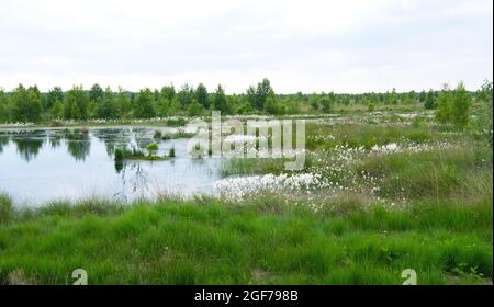 Paesaggio Fotografia Rehdener Geestmoor, erba di cotone al bordo dell'acqua, alberi giovani sullo sfondo, bassa Sassonia, Germania Foto Stock