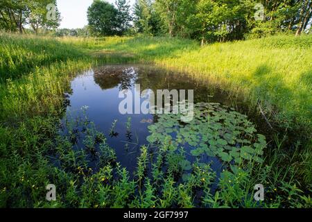 Area di conservazione della natura a Muenster, acqua di riproduzione anfibia, alberi riflessi nell'acqua, Muenster, Renania settentrionale-Vestfalia, Germania Foto Stock