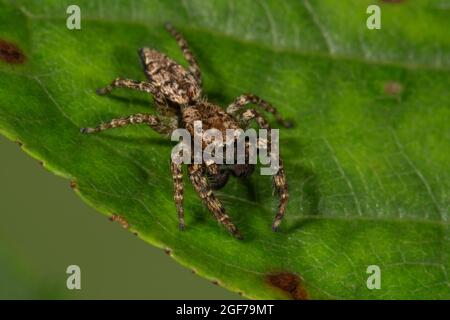 Jumper Fenceppost (MARPISSA muscosa) maschio su una foglia, Baden-Wuerttemberg, Germania Foto Stock