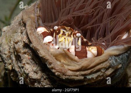 Granchio da nuoto di Harlequin (Lissocarcinus laevis), Oceano Pacifico, spiaggia di Sabang, Isola di Mindoro, Filippine Foto Stock