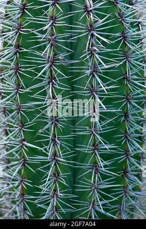 Cardone gigante messicano (Pachycereus pringlei), Giardino Botanico Erlangen, Baviera, Germania Foto Stock