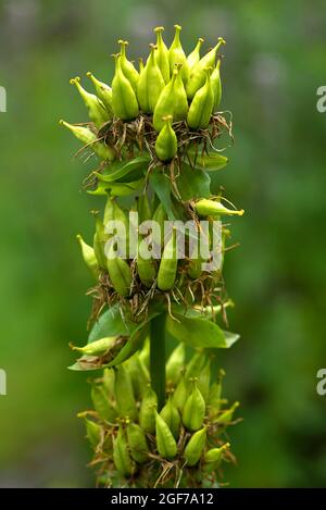 Germe di genziana giallo grande (Gentiana lutea), Giardino Botanico, Erlangen, Baviera, Germania Foto Stock