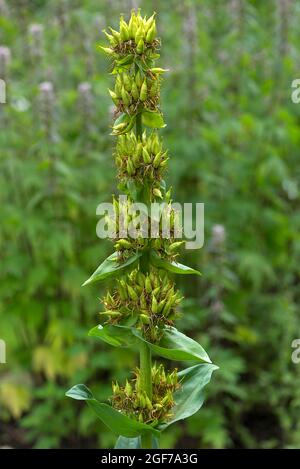 Germe di genziana giallo grande (Gentiana lutea), Giardino Botanico, Erlangen, Baviera, Germania Foto Stock