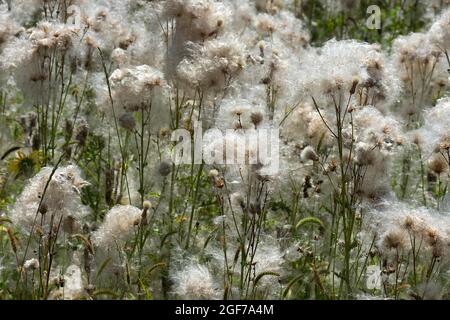 Cardo fiorito (Cirsium arvense) Baviera, Germania Foto Stock