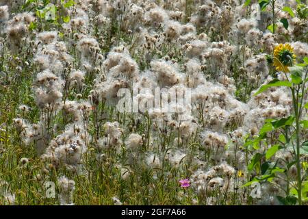 Campo con crepitio crepitio (Cirsium arvense), Baviera, Germania Foto Stock