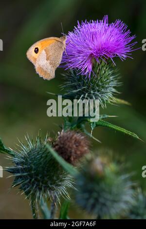 Thistle fiore con farfalla, bue-eye grande (Maniola jurtina), Baviera, Germania Foto Stock