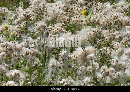 Campo di scolorito cardo strisciante (Cirsium arvense) Baviera, Germania Foto Stock