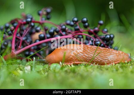 Rosso Slug (Arion rufus) che si alimenta di elmici, Germania Foto Stock