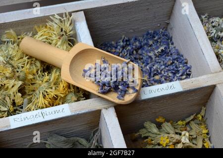 Varie piante essiccate in scatola di legno con pala di legno, fare la vostra miscela di tè, Germania Foto Stock