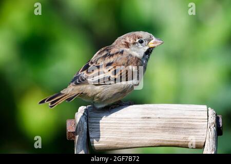 Una Casa Sparrow (Passer domesticus) si siede su uno strumento da giardino al sole del mattino. Hailsham, East Sussex, Regno Unito.