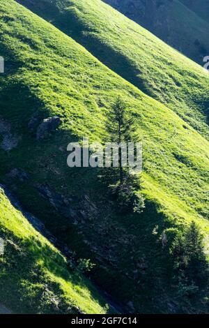 Fianco di montagna cresciuto con erba, prato con conifere illuminato nella luce del mattino, dettaglio, Heilbronner Weg, Allgaeu Alpi, Allgaeu Foto Stock