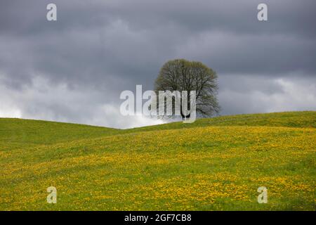 Albero fiorito e prato, tempo tempestoso, Monible, comune di Petit-Val, Giura Bernese, cantone di Berna, Svizzera Foto Stock