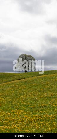 Albero fiorito e prato, tempo tempestoso, Monible, comune di Petit-Val, Giura Bernese, cantone di Berna, Svizzera Foto Stock