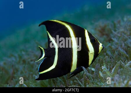 Angelfish francese (Pomacanthus paru), forma giovanile, nuoto su prato di mare, Mar dei Caraibi vicino a Maria la Gorda, provincia di Pinar del Rio Foto Stock
