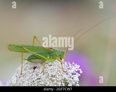 Grande cricket verde cespuglio (Tettigonia viriridissima), cavalletta, Assia, Germania Foto Stock