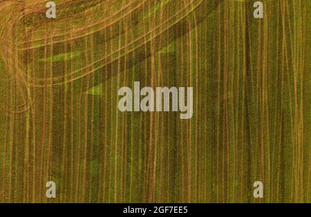 Immagine drone, prato semolato strutturato con solchi, paesaggio agricolo, Mondseeland, Salzkammergut, Austria superiore, Austria Foto Stock