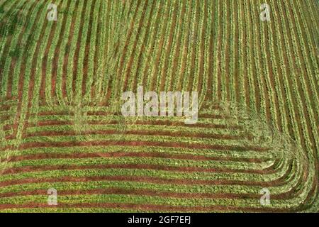 Immagine dei droni, prato semolato strutturato, paesaggio agricolo, Mondseeland, Salzkammergut, Austria superiore, Austria Foto Stock