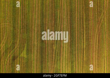 Immagine drone, prato semolato strutturato con solchi, paesaggio agricolo, Mondseeland, Salzkammergut, Austria superiore, Austria Foto Stock