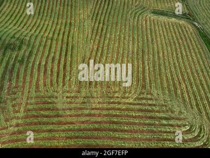 Immagine dei droni, prato semolato strutturato, paesaggio agricolo, Mondseeland, Salzkammergut, Austria superiore, Austria Foto Stock