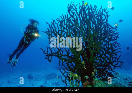 Subacqueo che guarda il Grande Corallo Sole Nero (Tubastraea micranthus), Oceano Indiano, Mauritius Foto Stock
