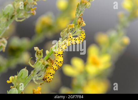 Bruco dei lychnis striati (Cucullia lychnitisi) sulla sua pianta foraggera, il mealy moth mullein (Verbascum lychnitis), Vallese, Svizzera Foto Stock