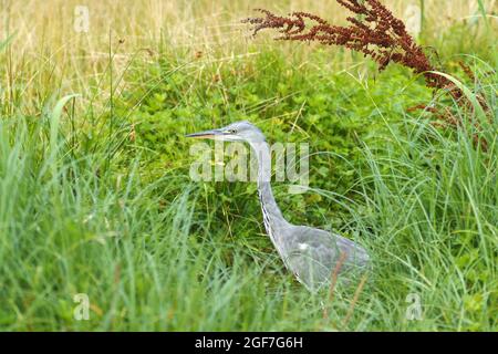 Ardea cinerea, airone grigio che cammina sul lago. Grande pesca di airone nel sole di mattina nelle canne sulla riva dello stagno. Foto Stock