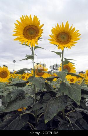 Fiore di semi di olio giallo e dorato, fiore di sole, piantagione di girasole (Helianthus annuus) in campo, Tamil Nadu Foto Stock